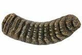 Fossil Stegodon Molar - Indonesia #146531-5